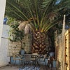 Photo 7: Private back yard