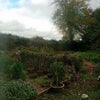 Photo 9: Herb garden 