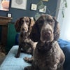 Photo 7: Doggies 