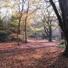 Photo 8: Knighton Forest