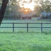Photo 9: grounds