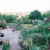 Photo 9: garden