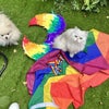 Photo 7: Peanut (dog) and Cat (cat)