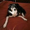 Photo 7: My dog