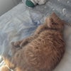 Photo 7: Bailey
