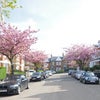 Photo 8: Cherry blossom on Cecile Park