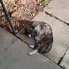Photo 9: A garden visitor