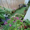 Photo 8: Garden Courtyard