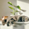 Photo 9: Edie the cat