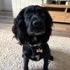 Photo 6: Our friendly resident Cocker Spaniel, Scout!