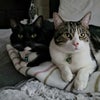 Photo 8: Furry flatmates