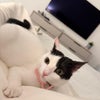 Photo 8: Perla, your flatmate