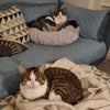 Photo 4: Friendly, furry housemates.