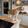 Photo 9: House Cat ❤️