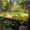 Photo 8: Garden