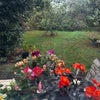 Photo 9: Garden