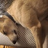 Photo 6: Sleepy boi