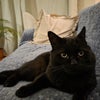Photo 4: Morty the cat