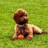 Photo 3: Landlord's cockapoo