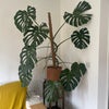 Photo 7: a plant-based flat!