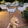 Photo 6: Garden and hound 