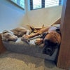 Photo 7: Doggies