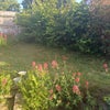 Photo 4: Back garden