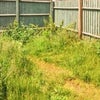 Photo 9: Garden