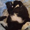 Photo 6: Bagheera