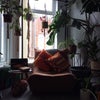 Photo 8: Living room