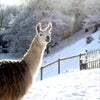 Photo 4: yep..we have alpaccas in the field nearby!