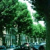 Photo 4: Beautiful tree lined street