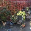 Photo 5: Communal Garden
