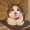 Photo 3: One of our three Lovely cats