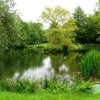 Photo 6: Trout fishing lake at the bottom of our field (across from the canal)