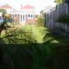 Photo 2: 100 ft garden