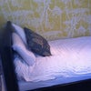 Photo 5: single bedroom