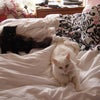 Photo 4: Feline residents