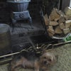 Photo 5: one of the dogs chilling out