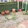 Photo 4: Garden