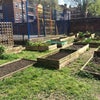 Photo 5: Available plots in community garden 