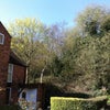 Photo 6: Woods next door
