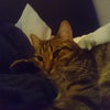 Photo 3: Pet of the House