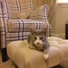 Photo 8: Arnie the cat
