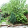 Photo 2: the apple tree in the garden