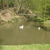 Photo 5: The Lake in the grounds