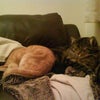 Photo 2: Toby and Molly