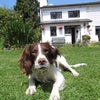 Photo 4: 1x brody..