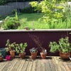 Photo 8: back garden