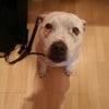 Photo 9: Cleo - one very chilled out and well behaved dog.